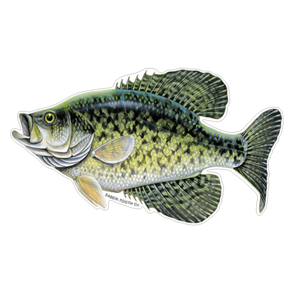 CRAPPIE Sticker Decal fly fishing 5" x 3 1/4" glossy weather proof panfish perch