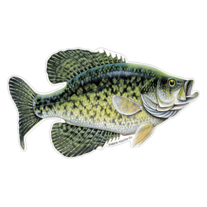 Crappie Fish Decals & Stickers for car, truck or boat | Saber-Tooth Co.