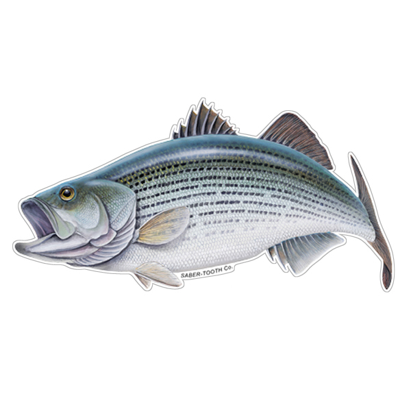 Striped Bass Fish Decals & Stickers