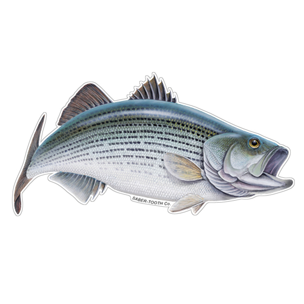 Striper Fish Stickers Authentic Striped Bass Decal by Randy