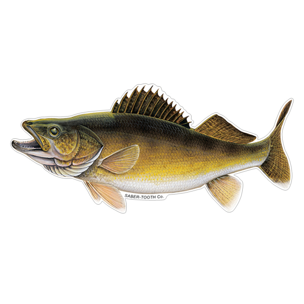 Walleye Fish Decals & Stickers for car, truck or boat