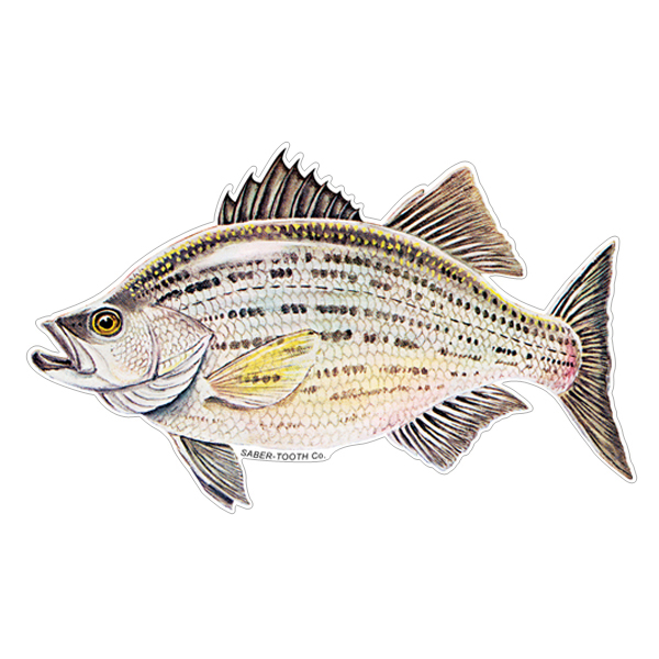 White Bass Fish Decals & Stickers