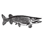 Northern Pike Silhouette Decals - Saber-Tooth Co.