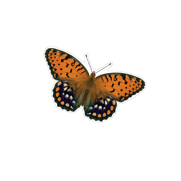 Gulf Fritillary Butterfly Decals - Saber-Tooth Co.